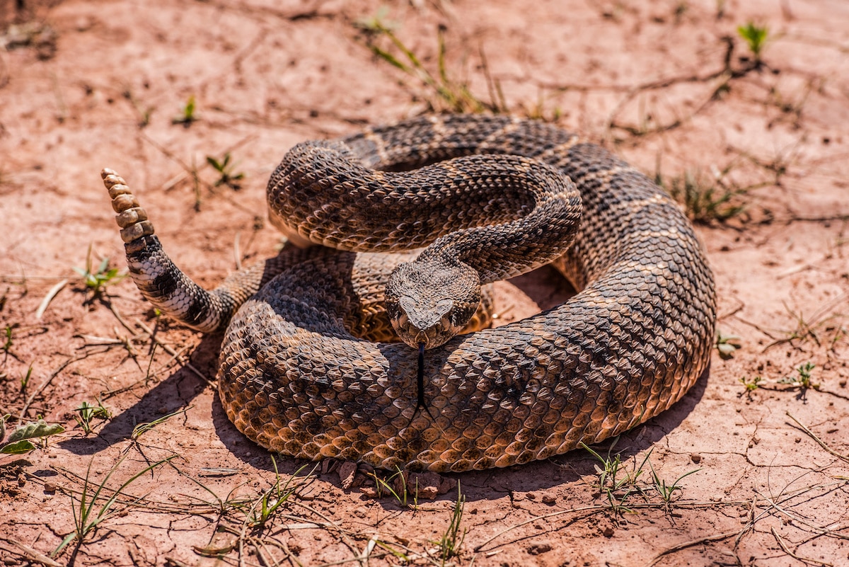 A rattlesnake in the desert on red dirt