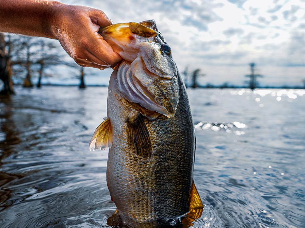 A closeup of a Largemouth Bass being taken out of the water by a hand on a bright yet overcast day