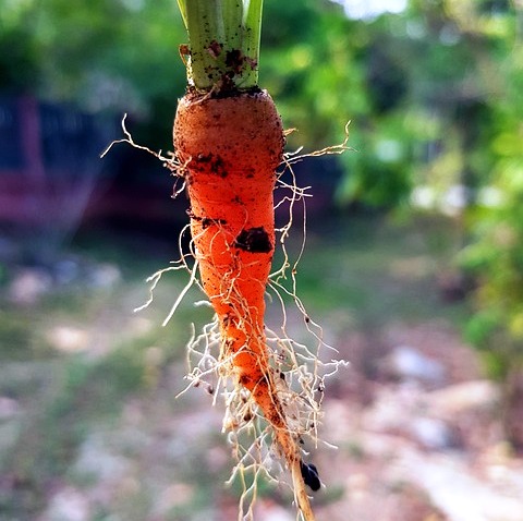 BABY CARROT