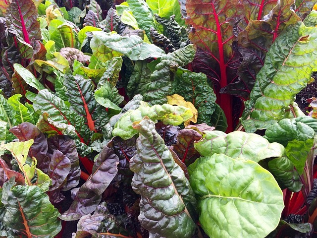 SWISS CHARD