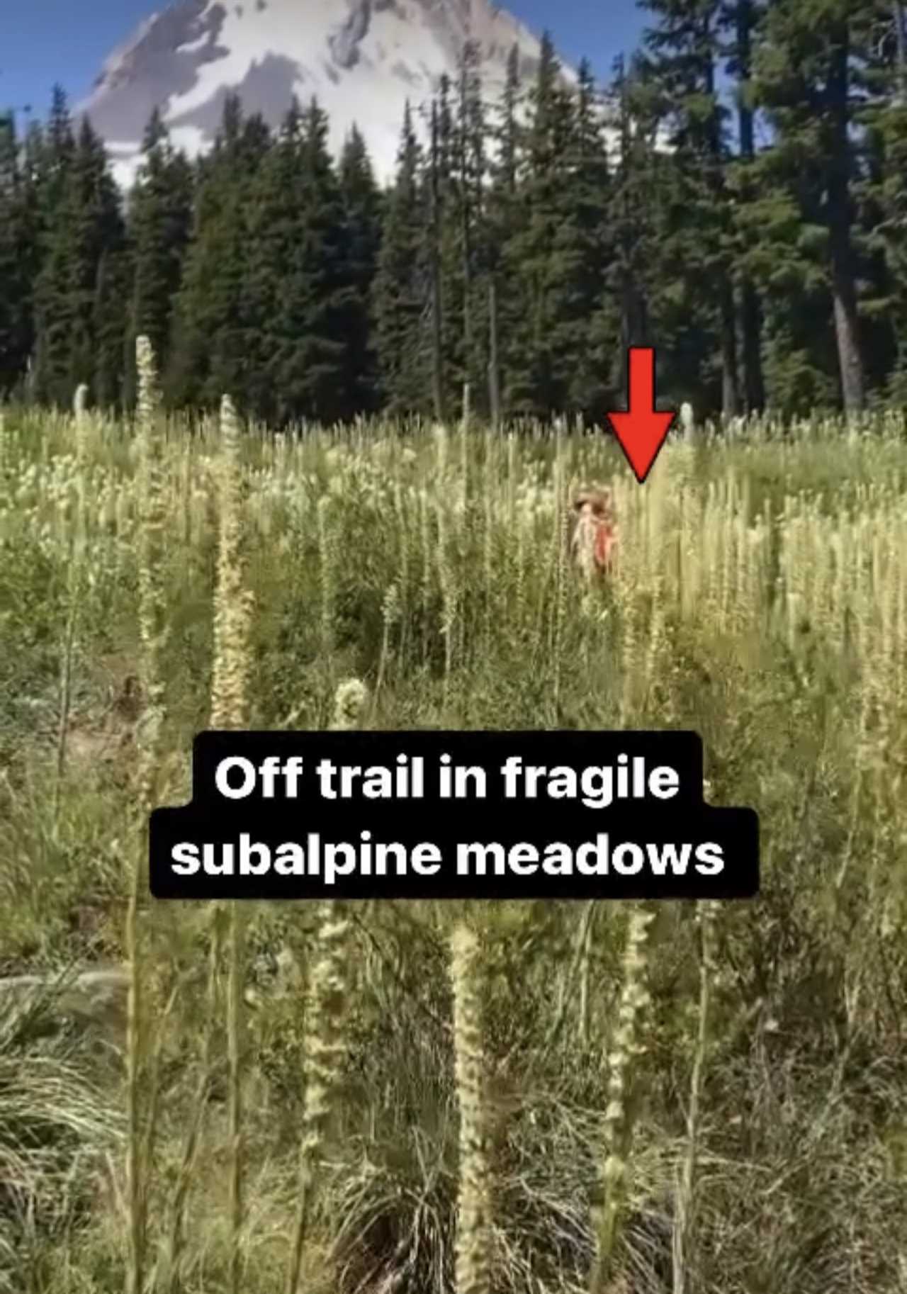 Hiker Catches Tourist Stomping on Subalpine Area in Viral Video