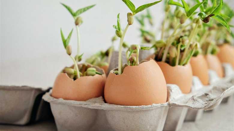 Egg Carton Seedlings