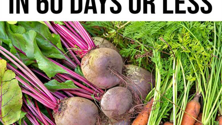11 Vegetables You Can Grow In 60 Days Or Less