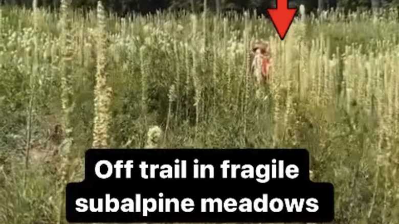 Hiker Catches Tourist Stomping on Subalpine Area in Viral Video