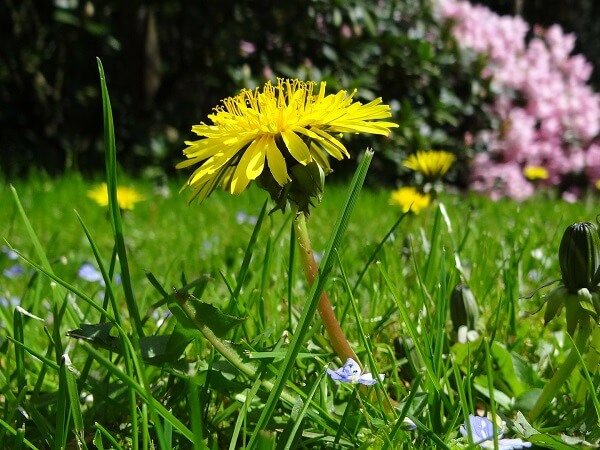 Dandelion | Native American Herbs