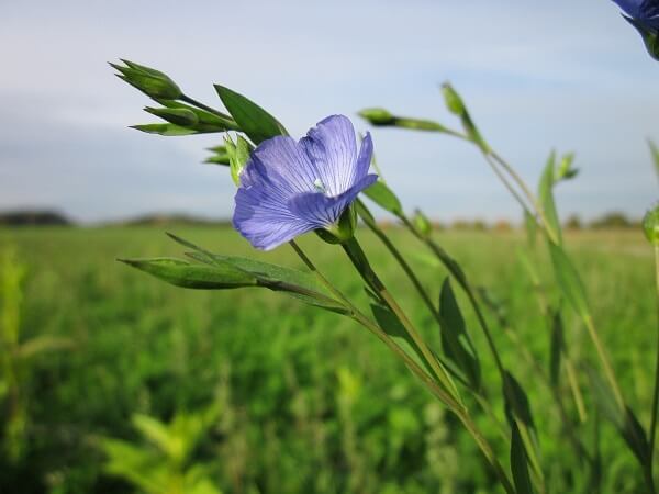 Flax | Native American Herbs