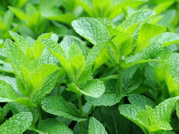 Mint | Native American Herbs