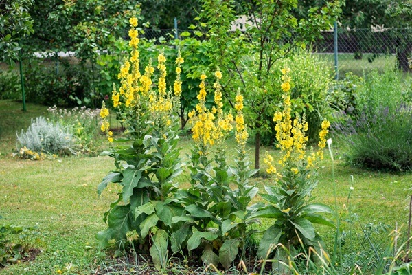 Mullein Plant and Flowers