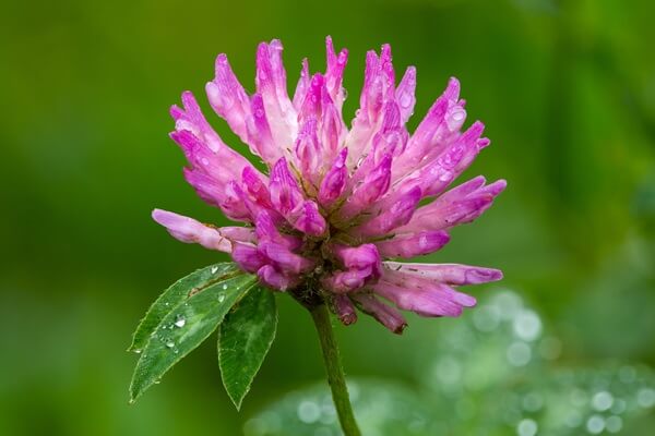 Red Clover Flower