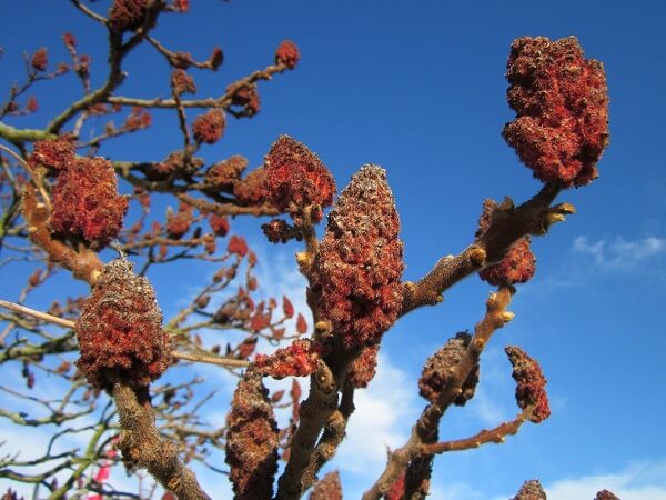 Sumac | Native American Herbs