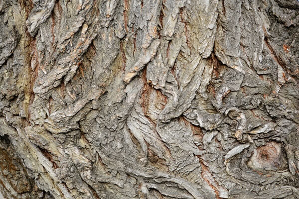 White Willow Bark