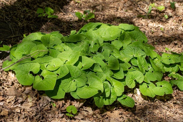 Wild Ginger Leaves