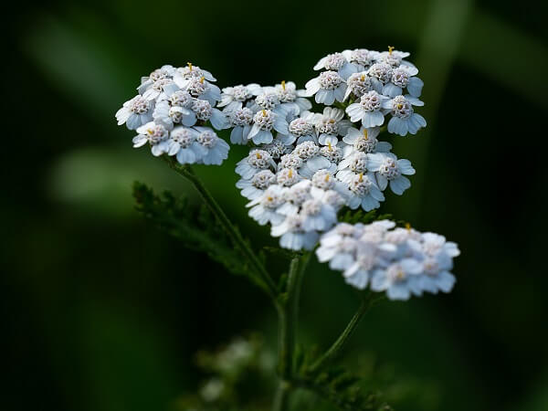 Yarrow | Native American Herbs