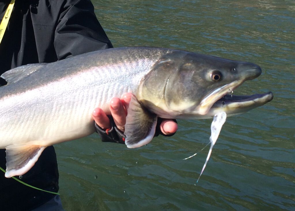Pacific Angler Friday Fishing Report: March 1, 2024