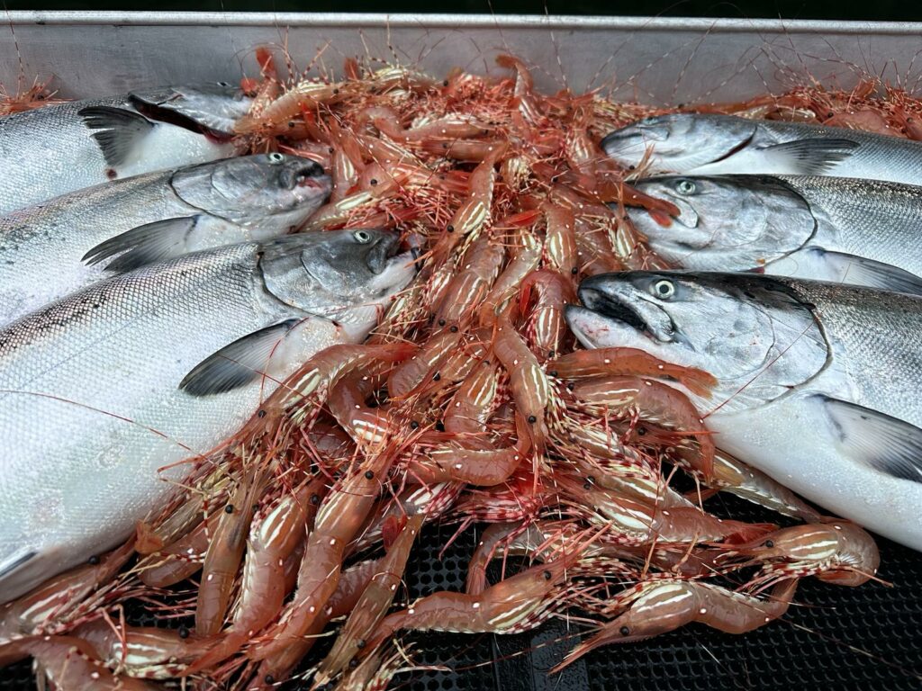 Winter_chinook_and_prawns_Feb'24