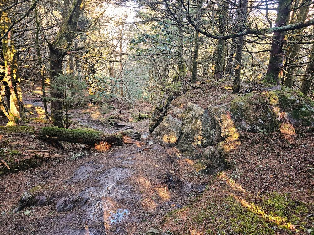 Black Mountain Crest Trail