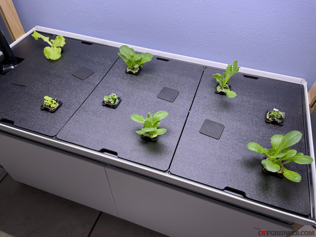 At this stage of development, it’s difficult to imagine, but within 30 days these tiny seedlings will grow into mature plants large enough to harvest and begin feeding your family.