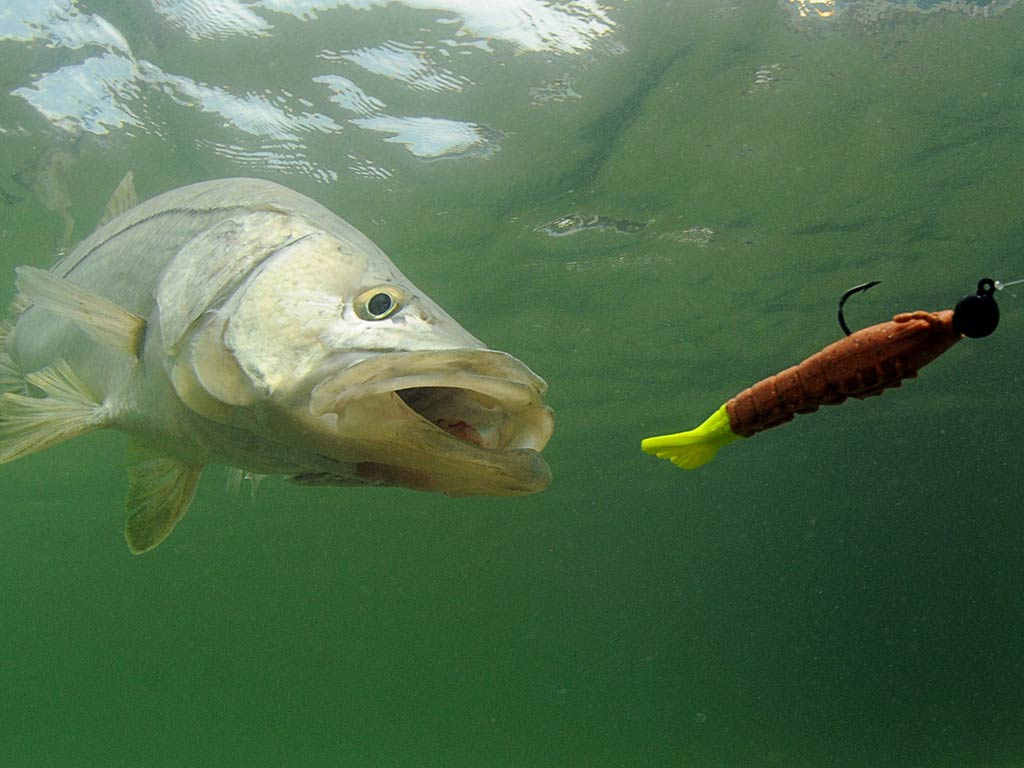 An underwater image of a Snook fish chasing after a colorful lure with its mouth open