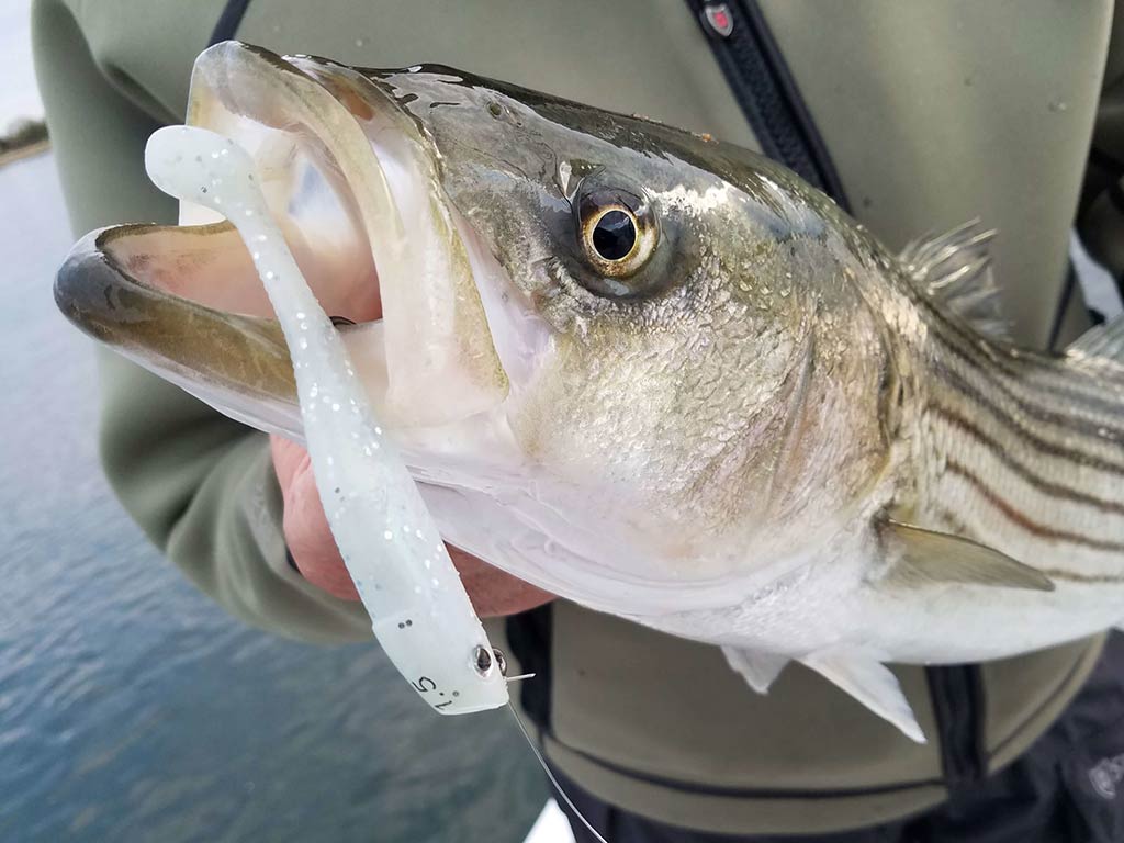 A closeup of the head of a Striped Bass with a soft plastic lure in its mouth as it's held by an angler