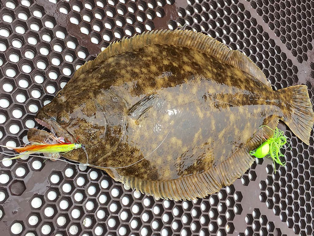 A large summer Flounder on the floor of a boat with a bucktail jig lure in its mouth