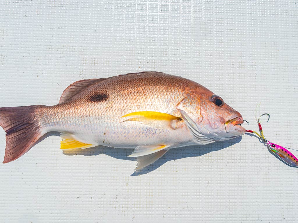 A closeup of a small Snapper fish laid against a white background with a vertical jig lure visible sticking out of its mouth