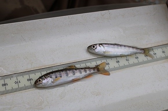 Massive Amounts of Chinook Salmon Fry Die in Klamath River