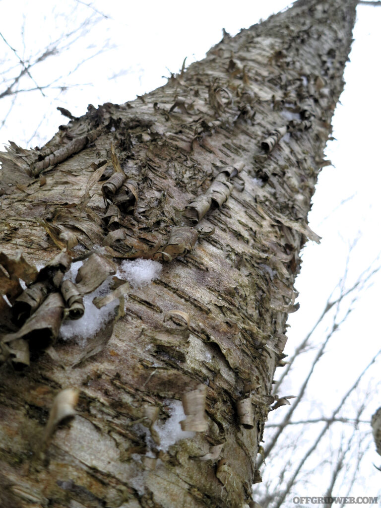 A view of a yellow birch trunk in the winter.