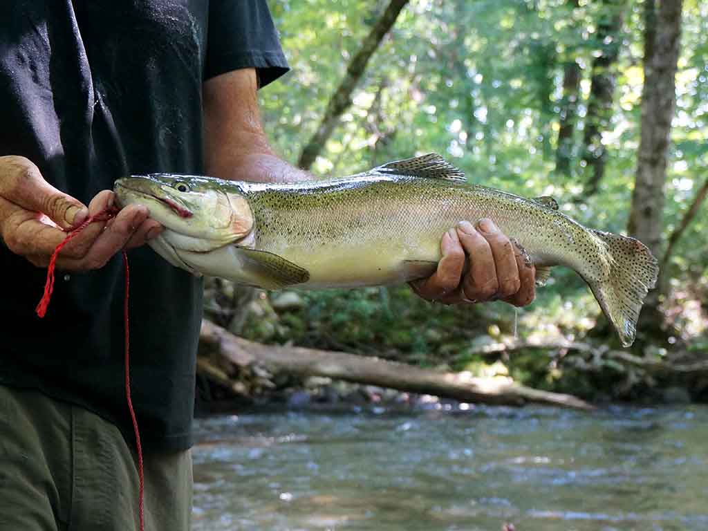 A closeup of a Rainbow Trout being held with a string of a bait hanging from his mouth next to a covered river in North Carolina