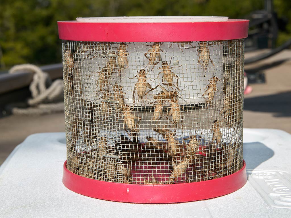 A closeup of a cage full of crickets aboard a boat, ready to be used as bait for fishing