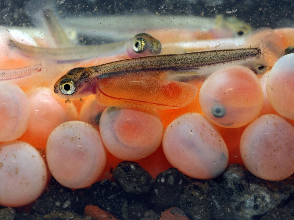 A closeup of a number of Coho Salmon egss ready to be used as bait, with a couple of tadpoles or baby fish visible above them having hatched 