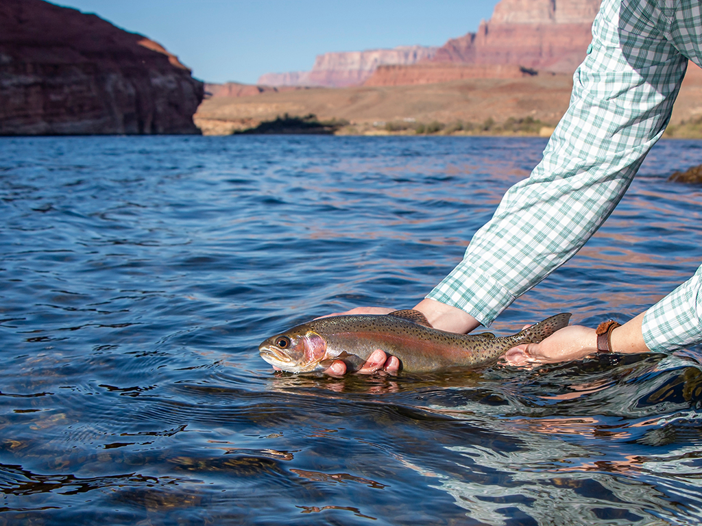 An angler releases a small Rainbow Trout into the blue waters of a river lined with sedimentary rocks