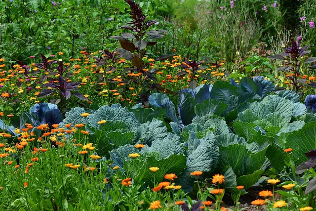 WILD GARDEN