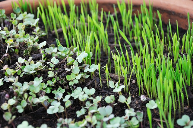 SPROUTING SEEDS