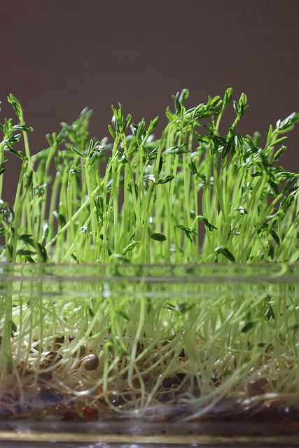 MICROGREENS GROWING