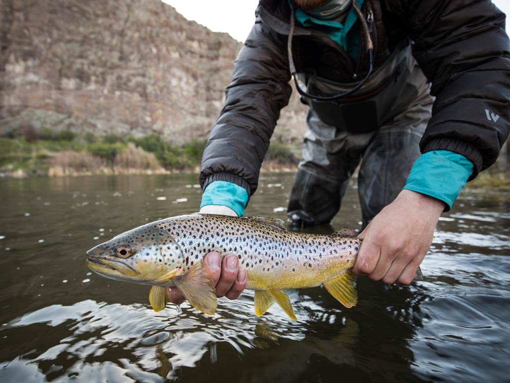 An angler with his head out of view leaning forward for a photo as he holds a Brown Trout a few inches above water, ready to release the fish.