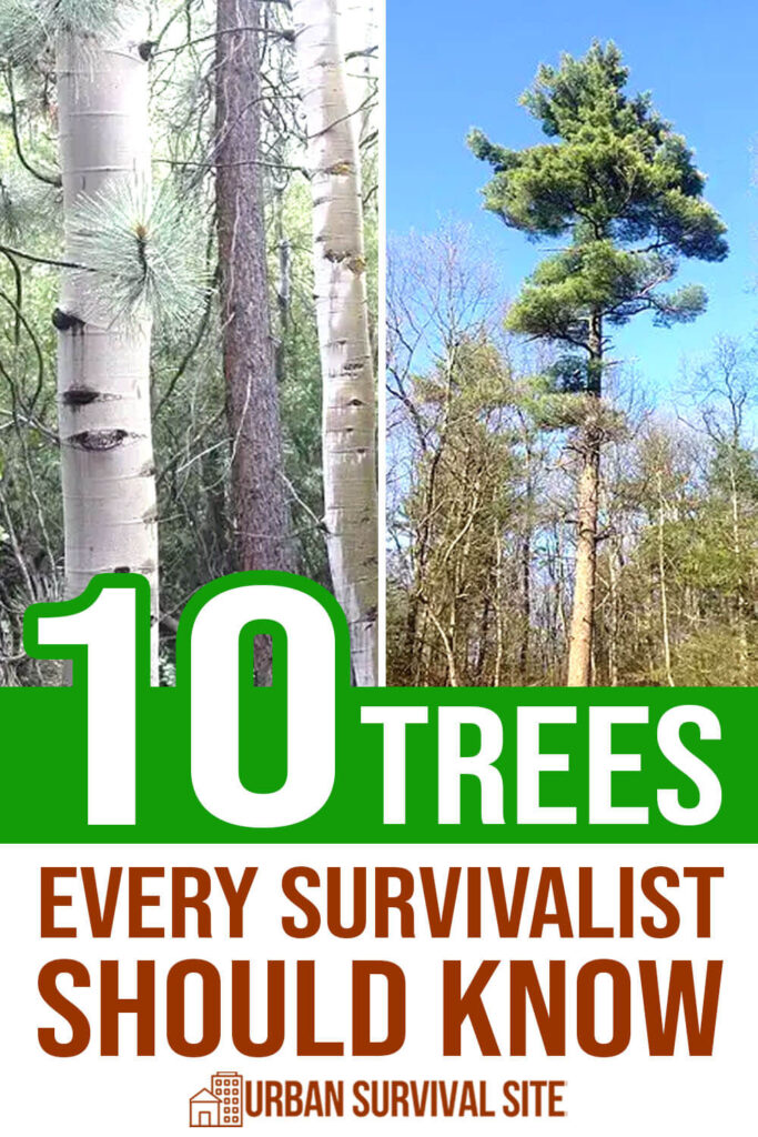 10 Trees Every Survivalist Should Know