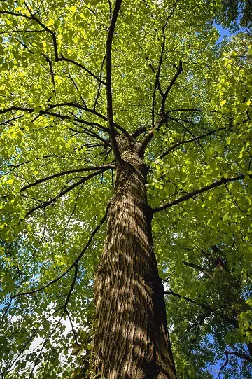 American Basswood