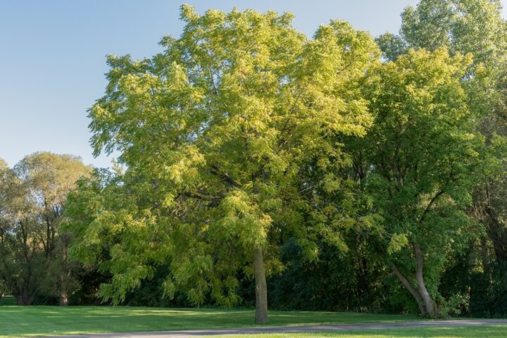 Black Walnut Tree