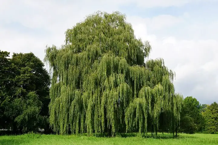 Willow Tree