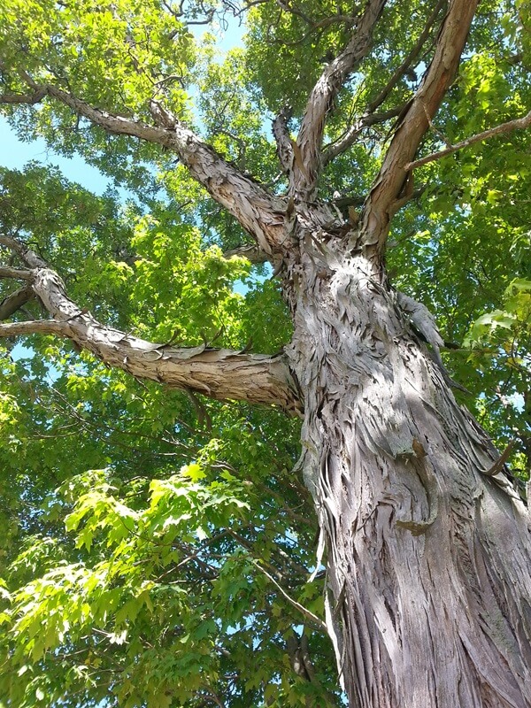 Hickory Tree