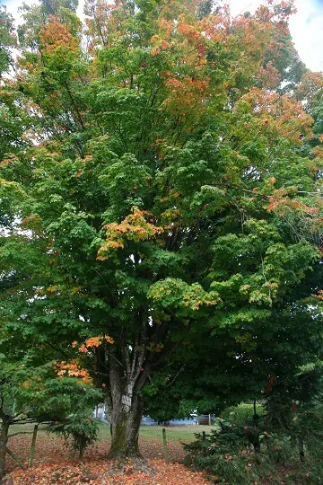 Sugar Maple