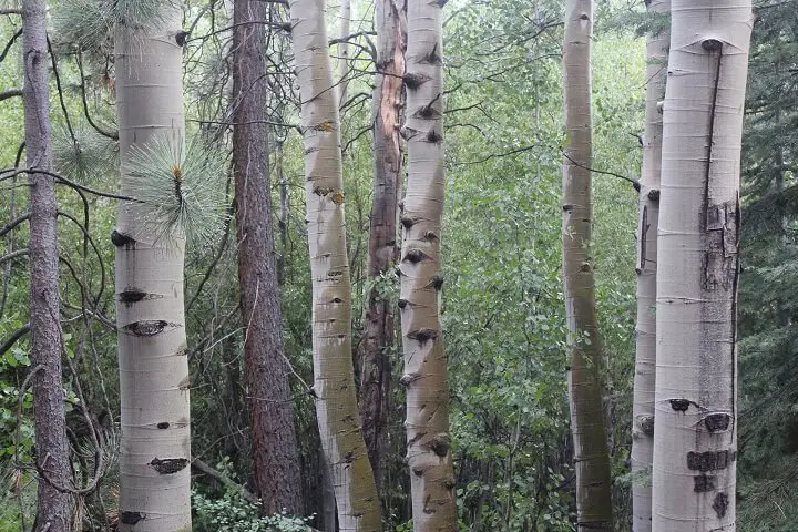 White Birch Trees