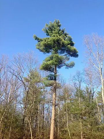 White Pine Tree