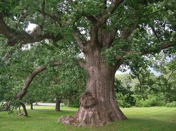 White Oak Tree