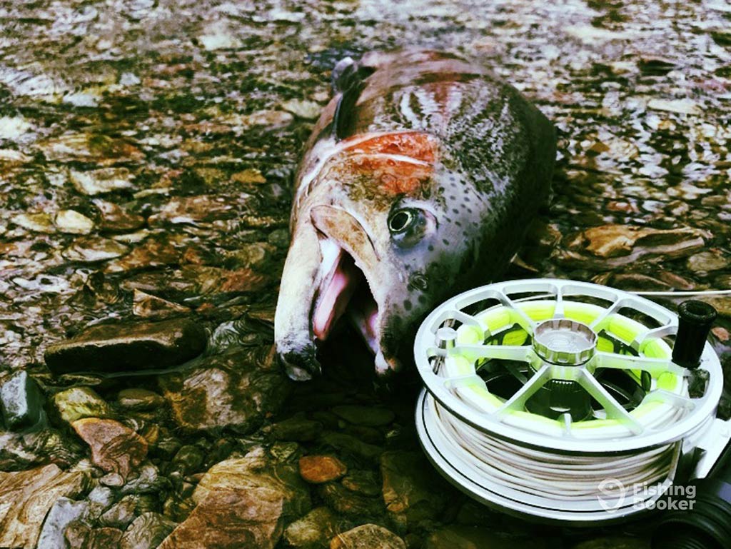 A closeup of a fish and a colorful fly fishing reel in very shallow water 