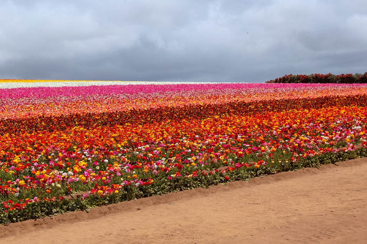 Vast field of colorful flowers.