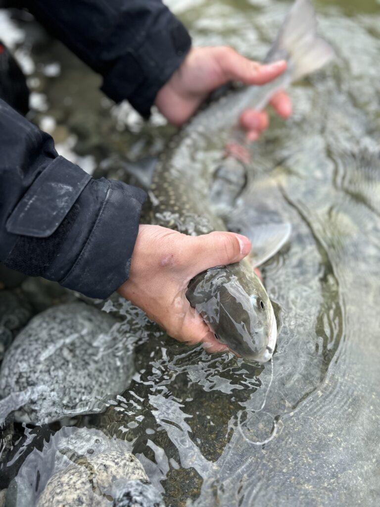 River_fishing_Squamish_bulltrout_Mar'24