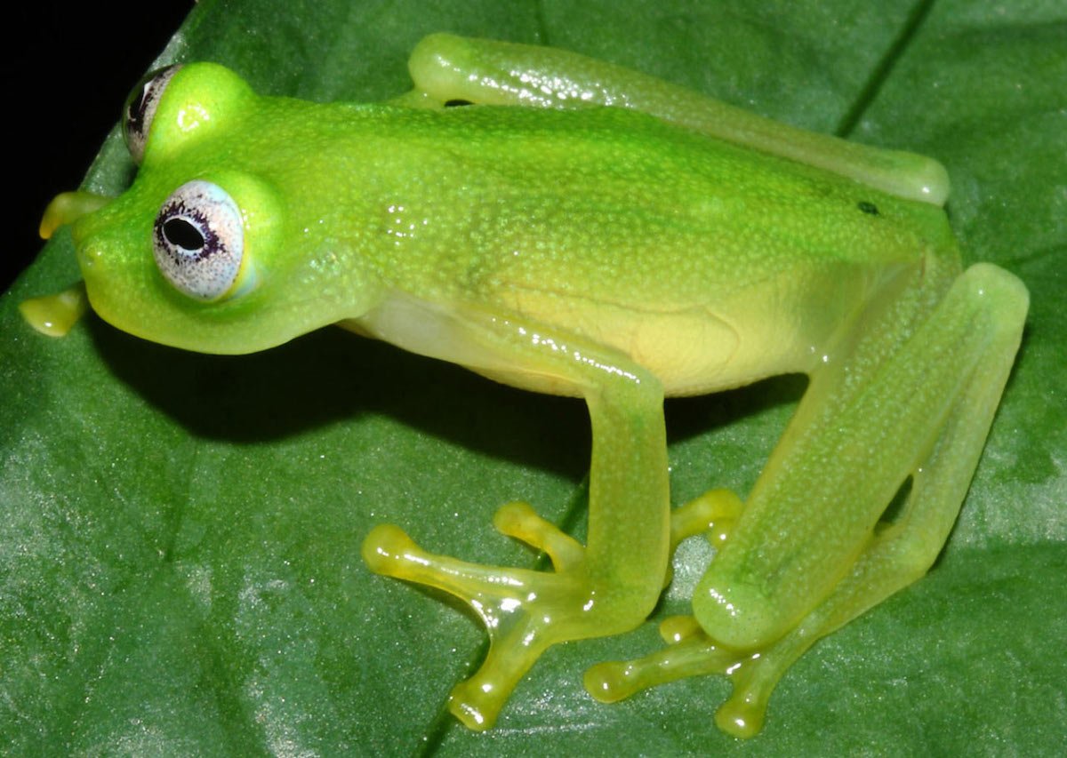 Glass frog