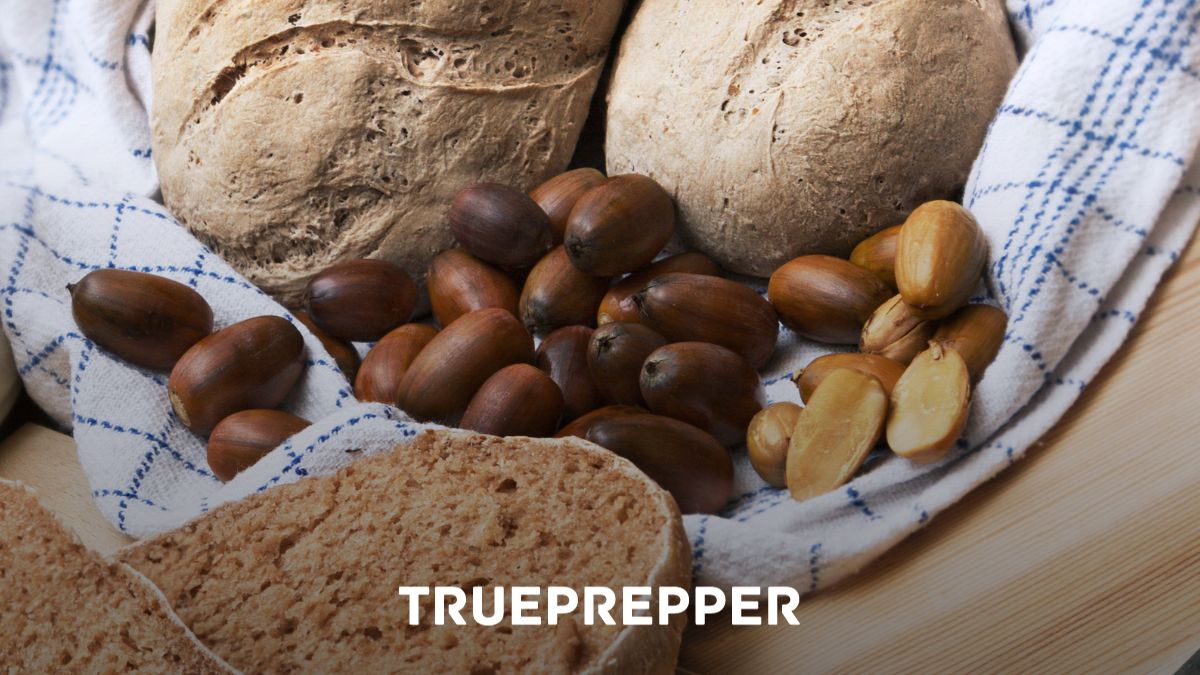 How to Make Acorn Bread from Acorns ground into Acorn Flour