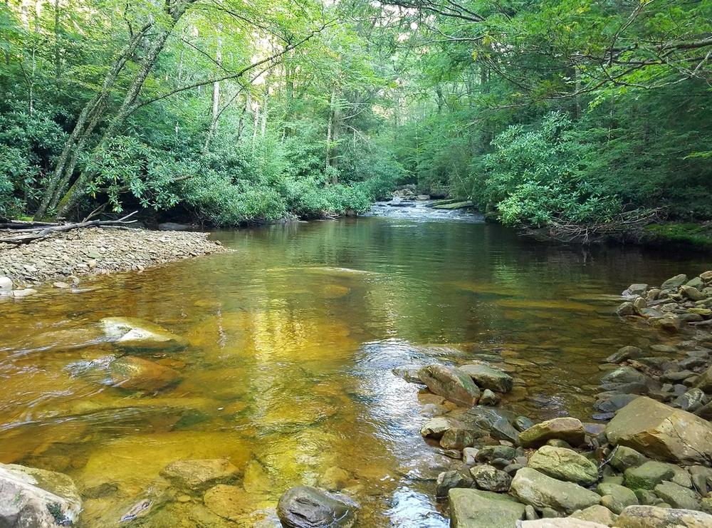 Cranberry Wilderness 